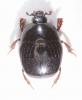 Chalcionellus aemulus